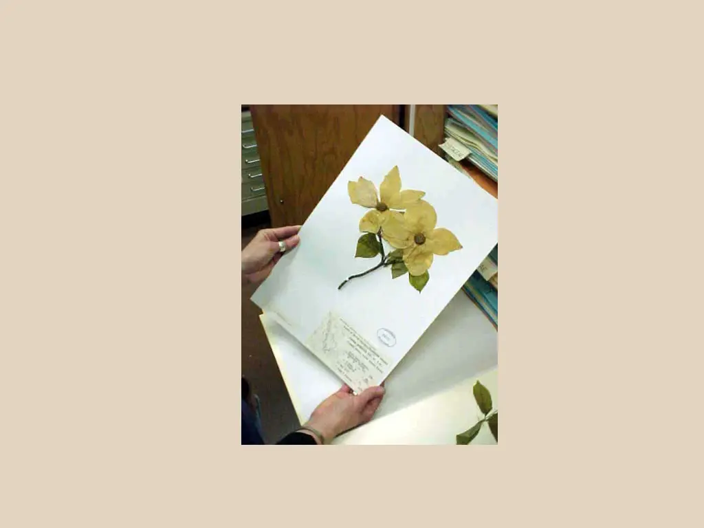 cornus jpg