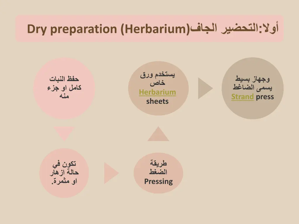 dry preparation herbarium