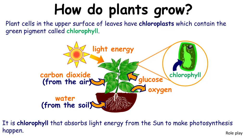 how do plants grow plant cells in the upper
