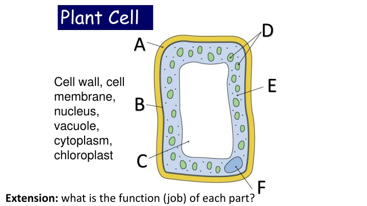 plant cell
