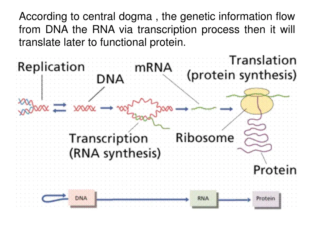 according to central dogma the genetic