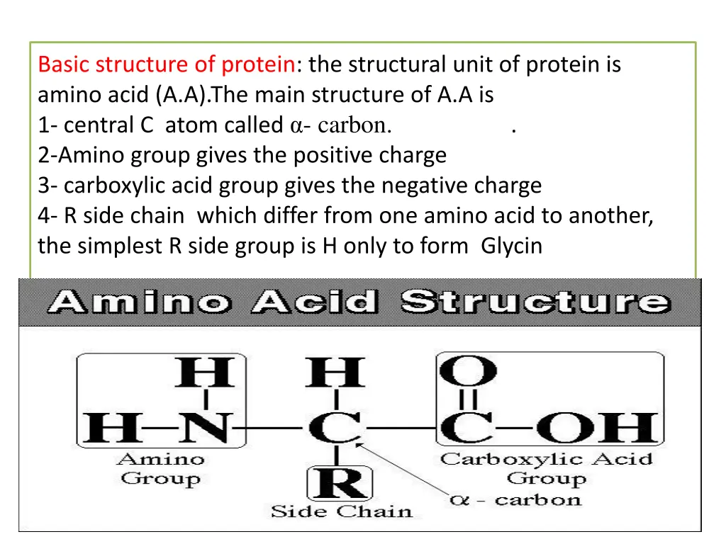 basic structure of protein the structural unit