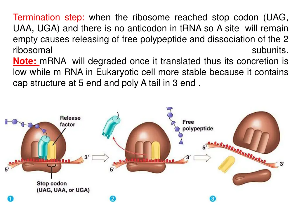 termination step when the ribosome reached stop