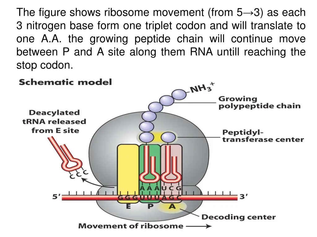 the figure shows ribosome movement from