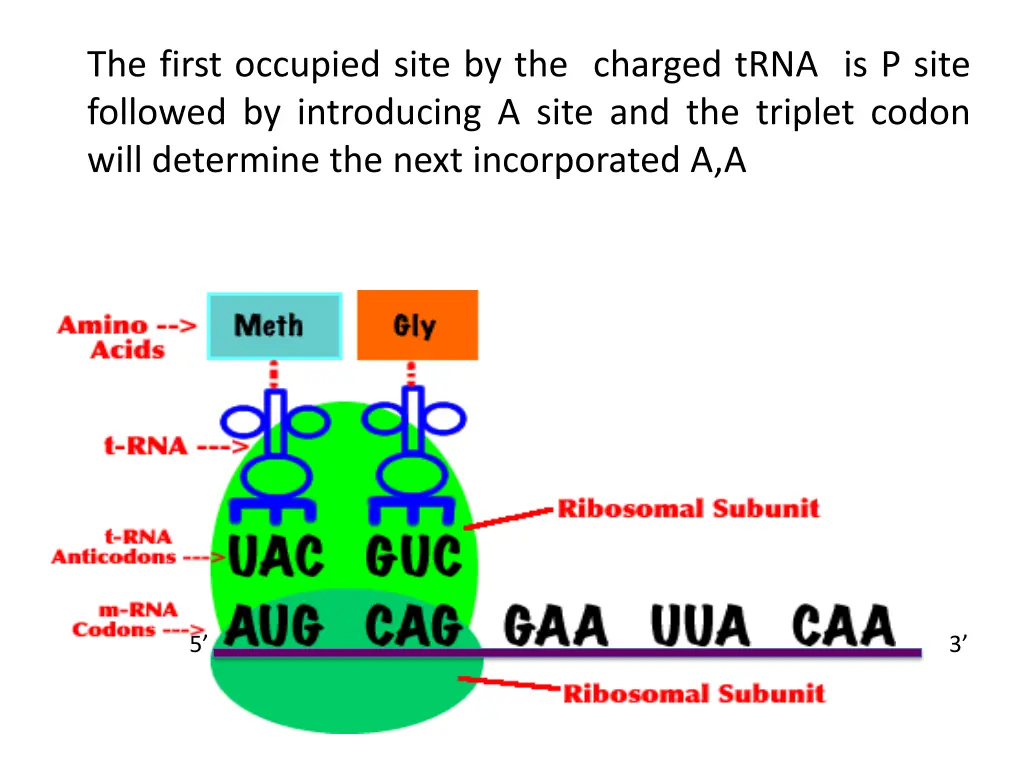 the first occupied site by the charged trna