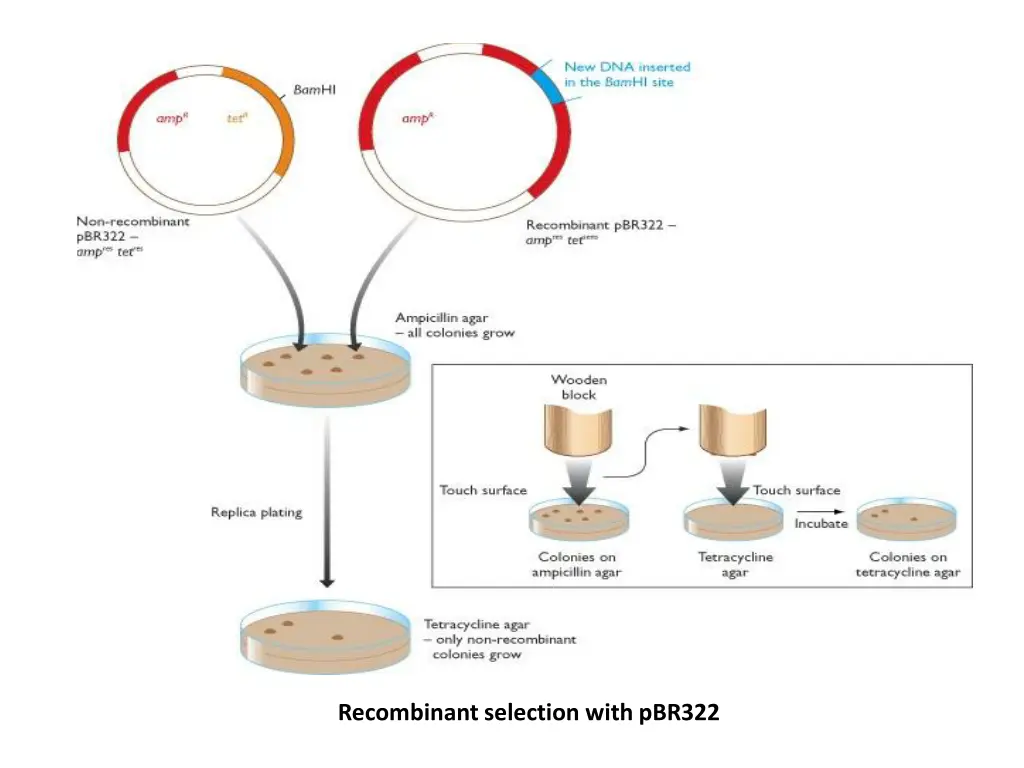 recombinant selection with pbr322