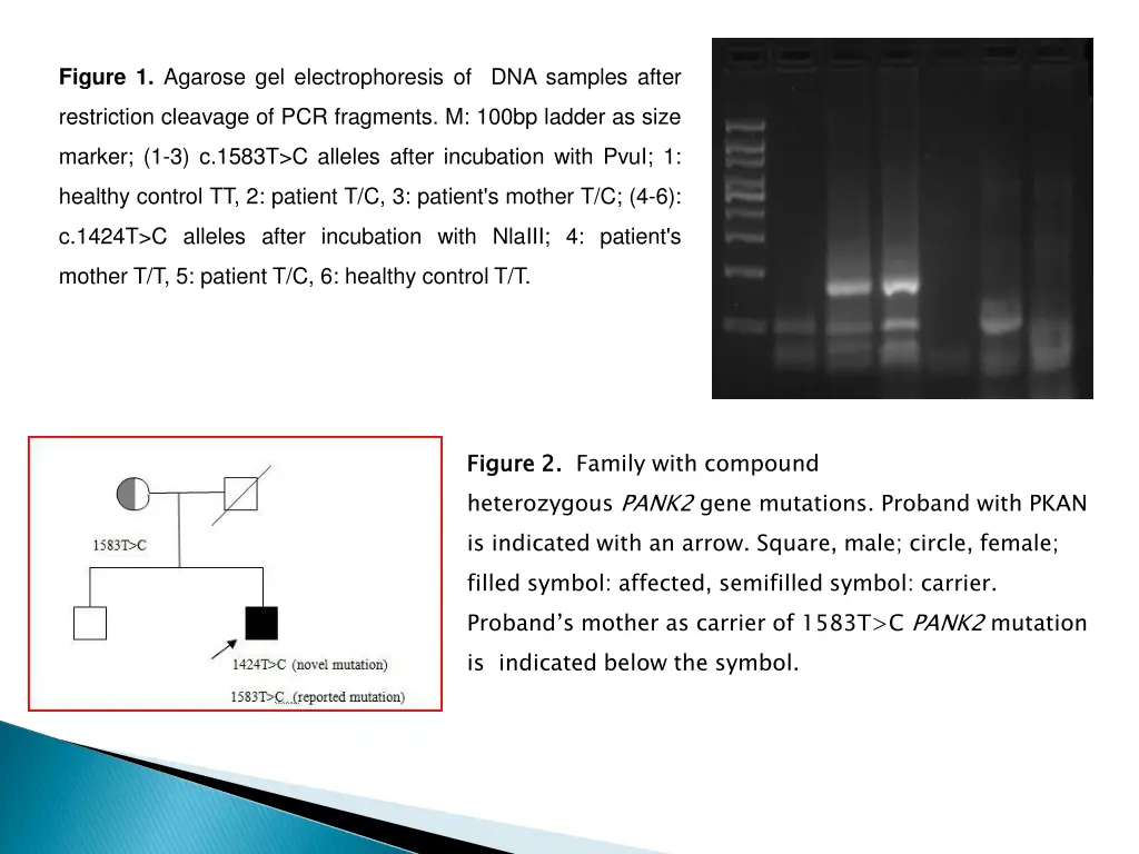 figure 1 agarose gel electrophoresis