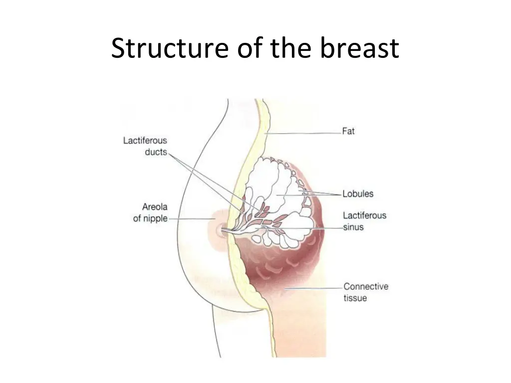 structure of the breast