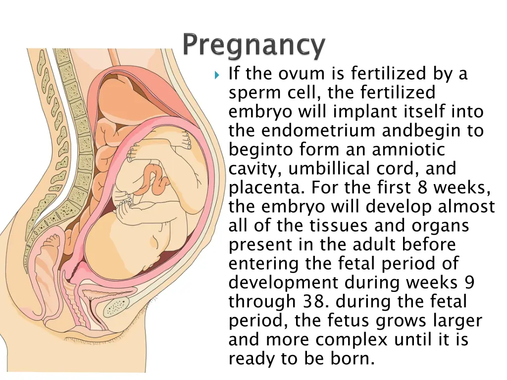 if the ovum is fertilized by a sperm cell