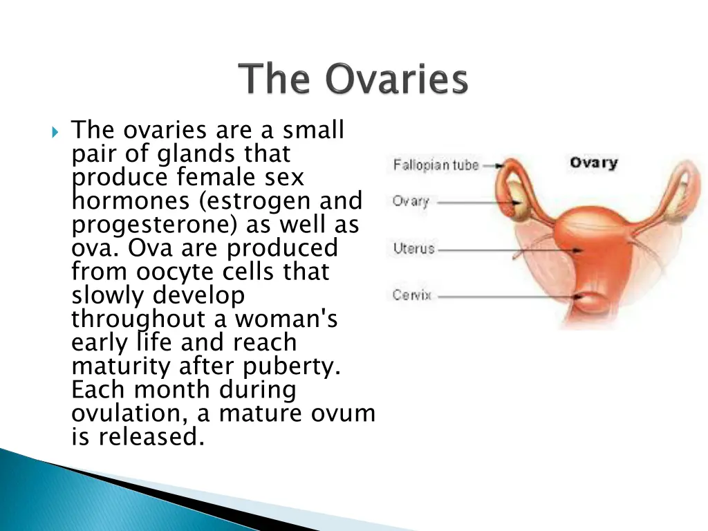 the ovaries are a small pair of glands that