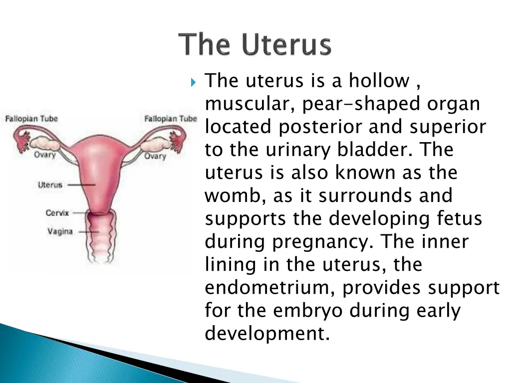 the uterus is a hollow muscular pear shaped organ