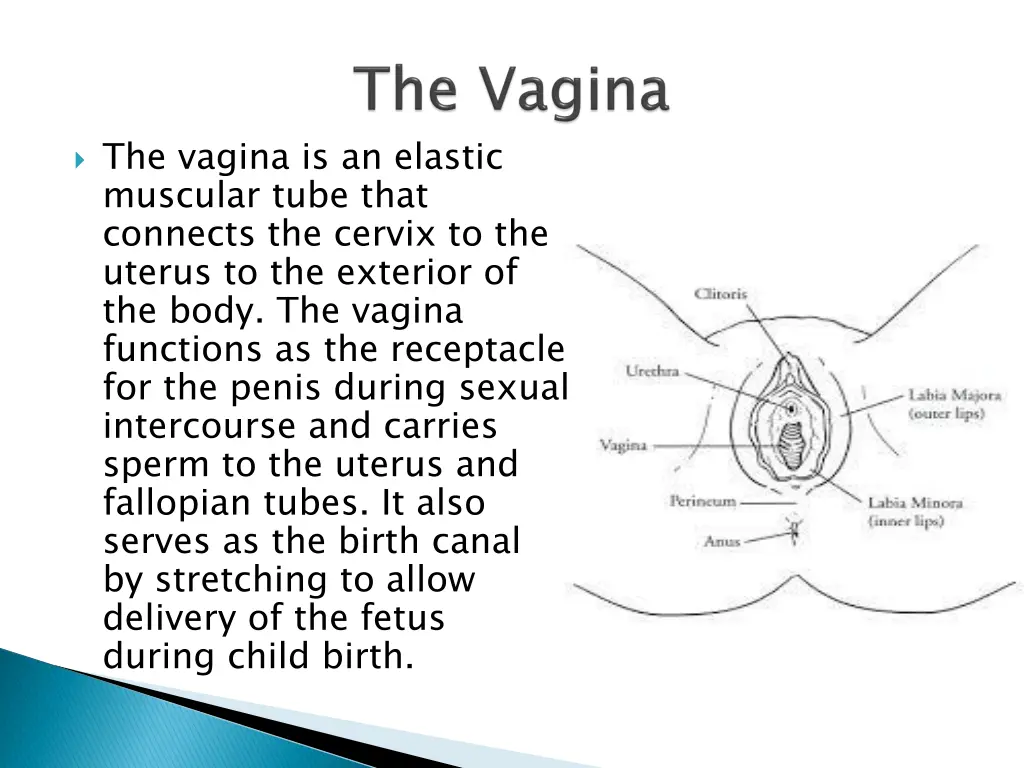 the vagina is an elastic muscular tube that