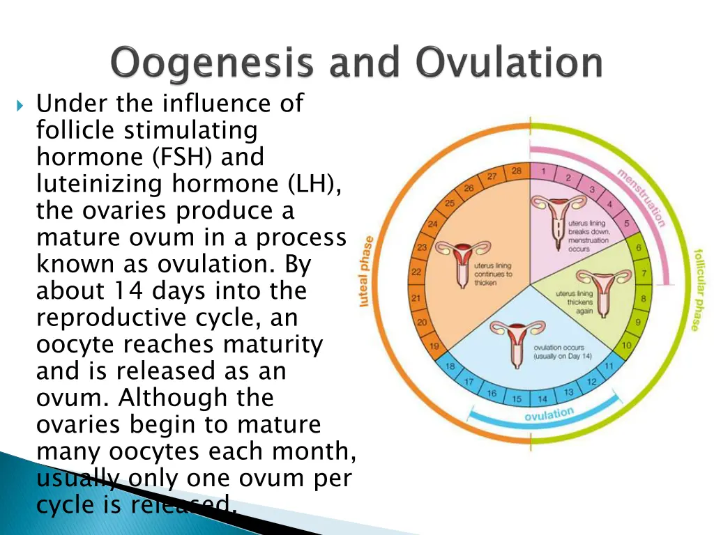 under the influence of follicle stimulating