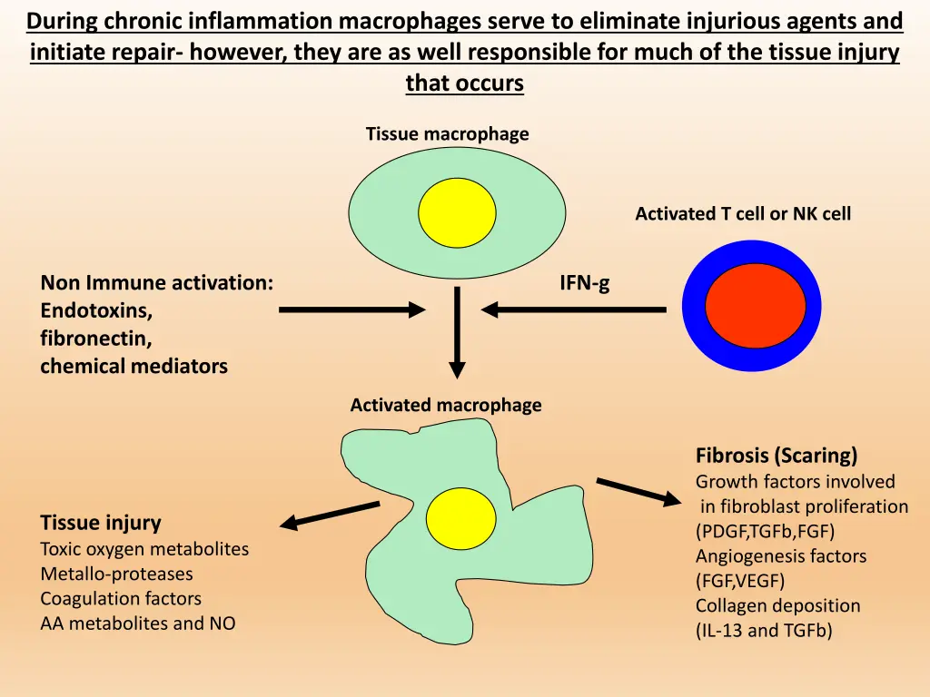 during chronic inflammation macrophages serve
