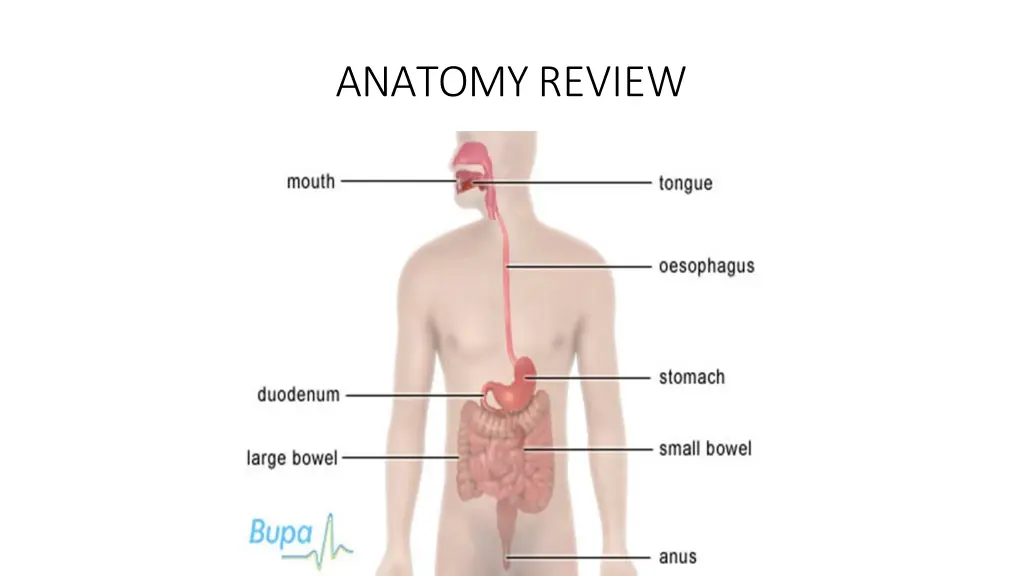 anatomyreview
