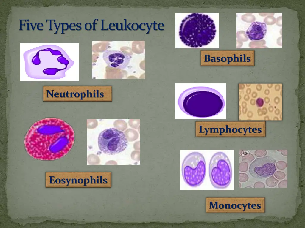 five types of leukocyte