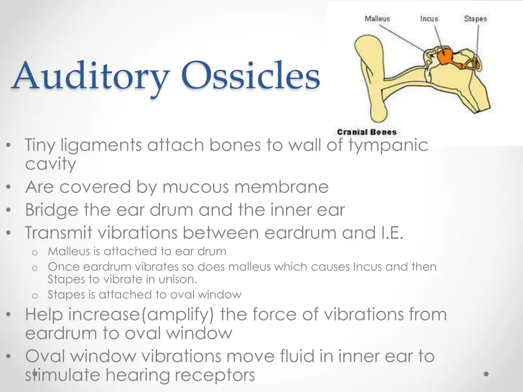 auditory ossicles