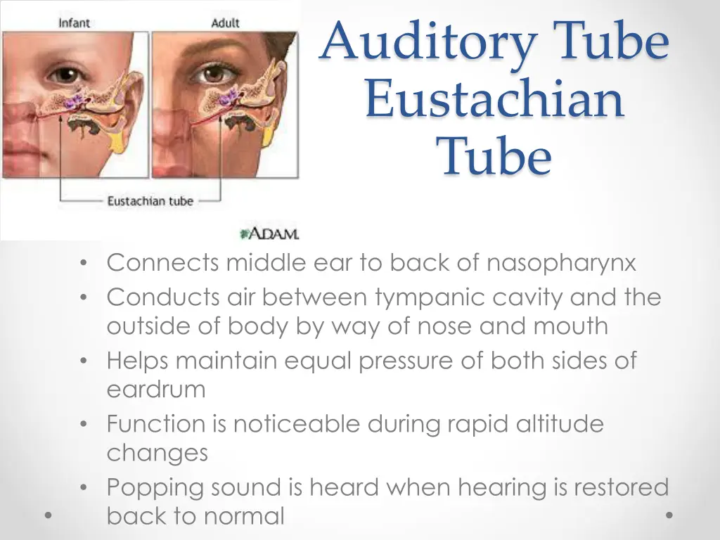 auditory tube eustachian tube