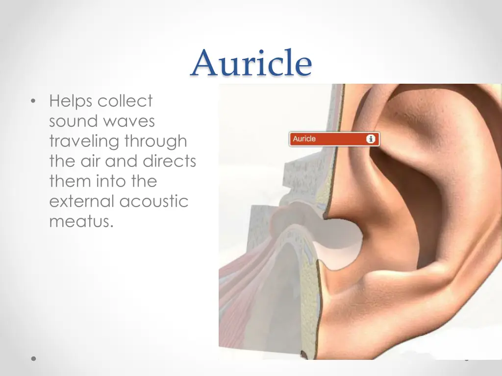 auricle