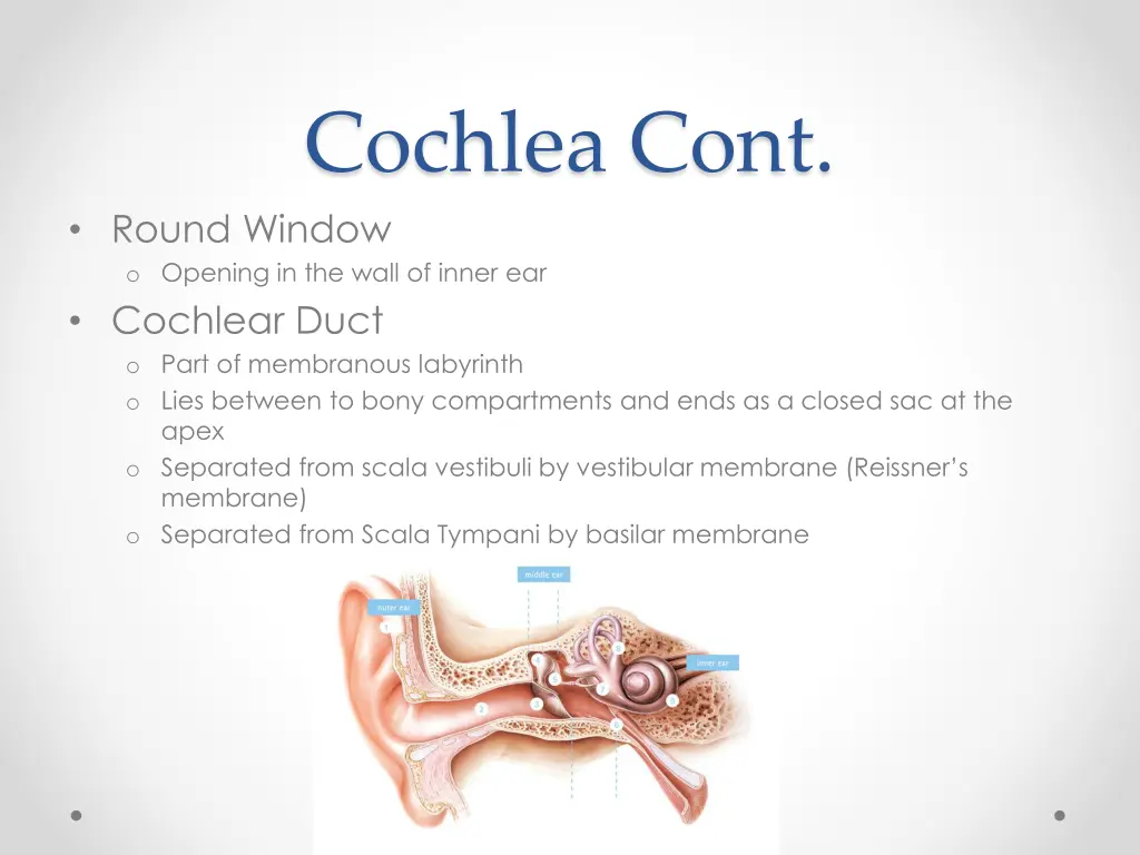 cochlea cont round window o opening in the wall