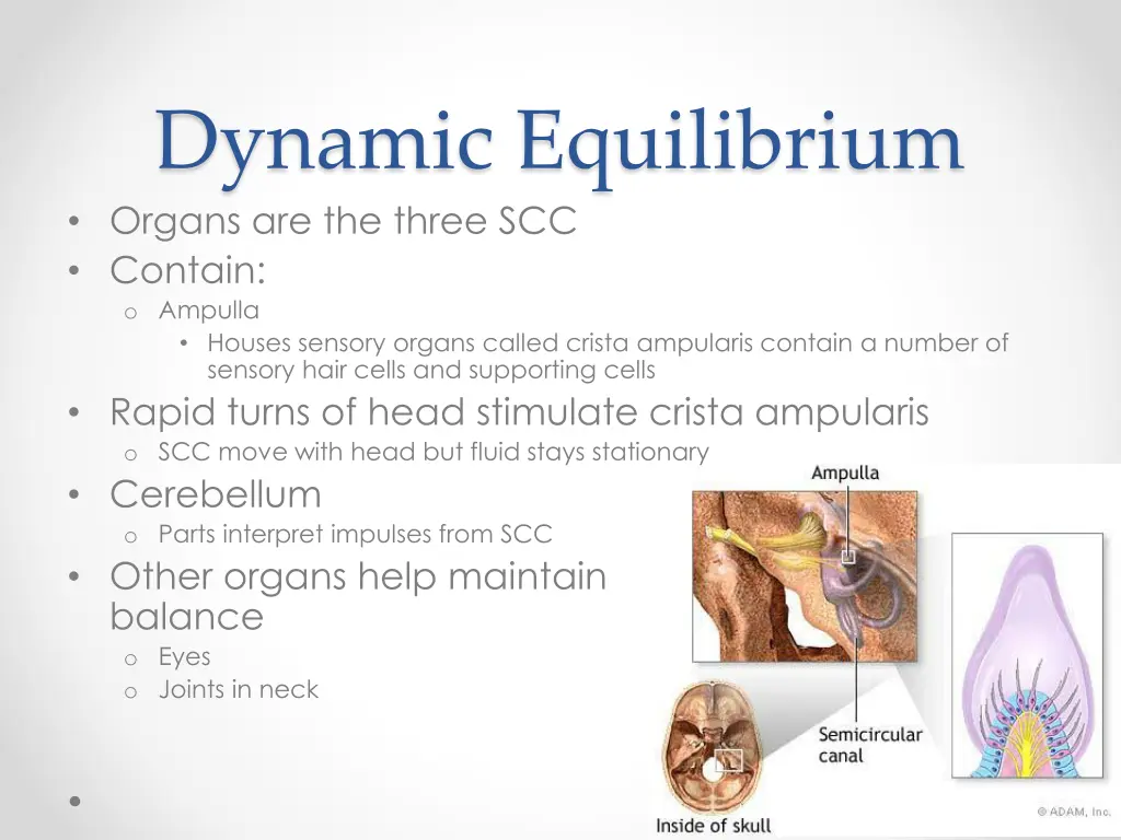 dynamic equilibrium organs are the three