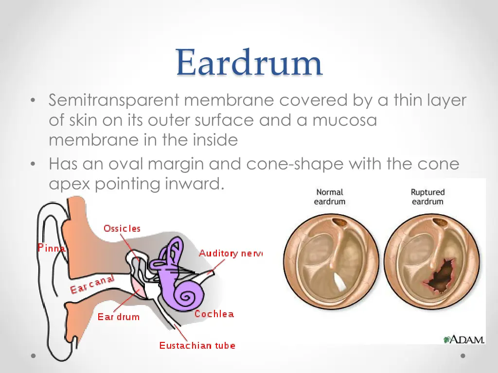 eardrum