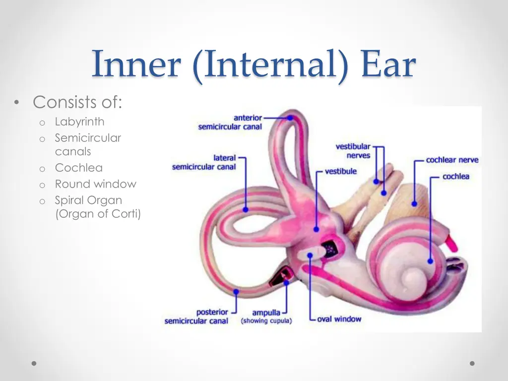 inner internal ear consists of o labyrinth