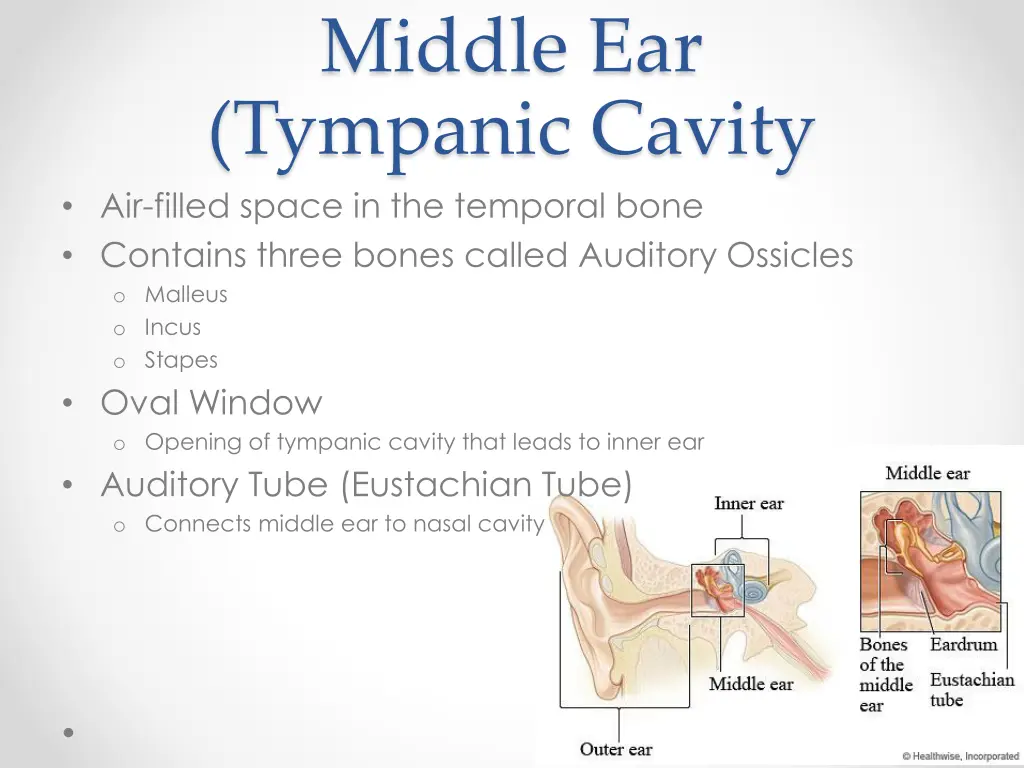 middle ear tympanic cavity air filled space