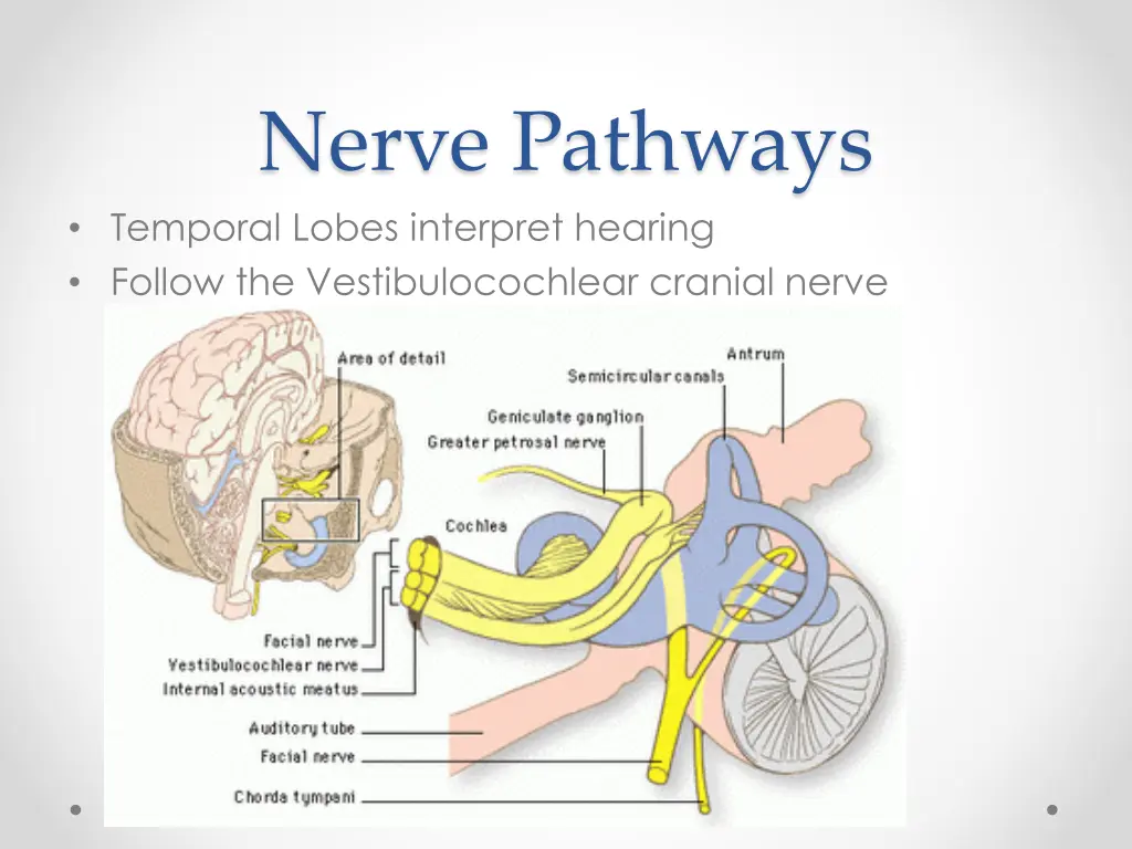 nerve pathways temporal lobes interpret hearing