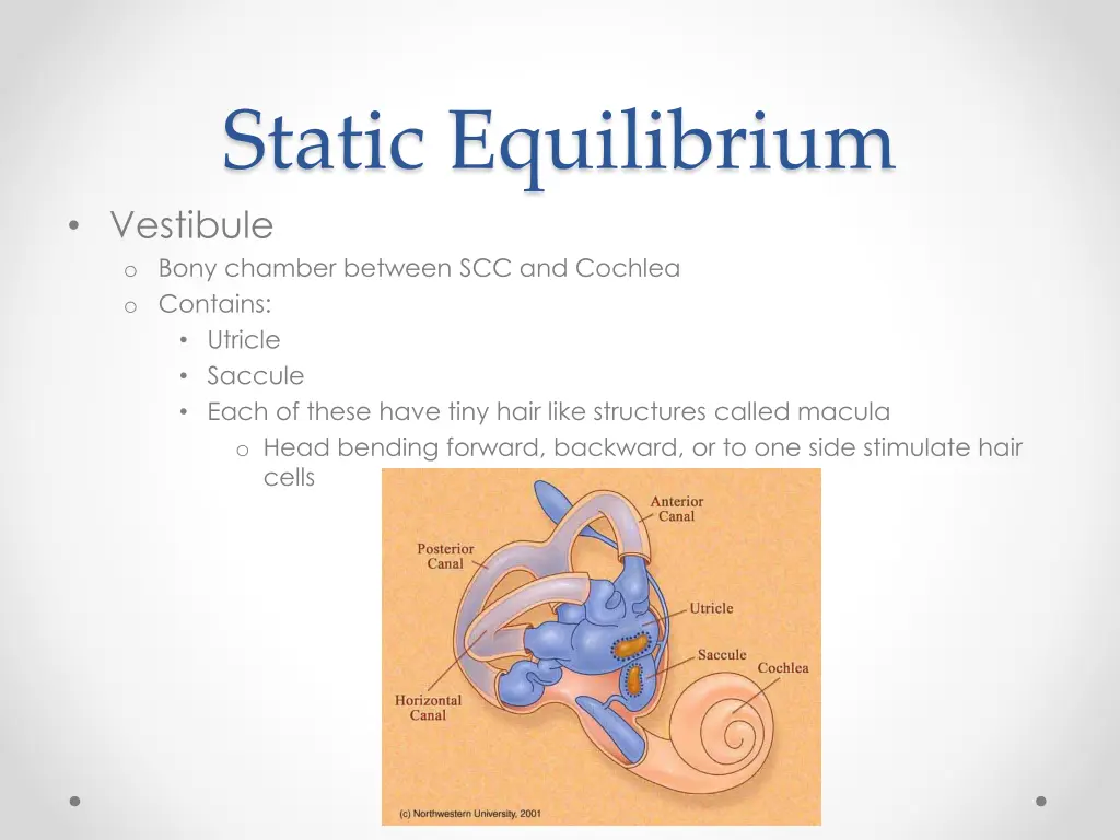 static equilibrium vestibule o bony chamber