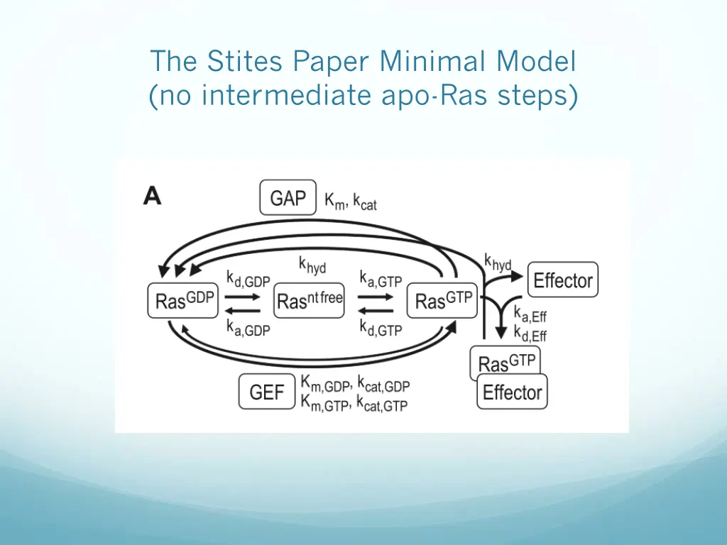 the stites paper minimal model no intermediate