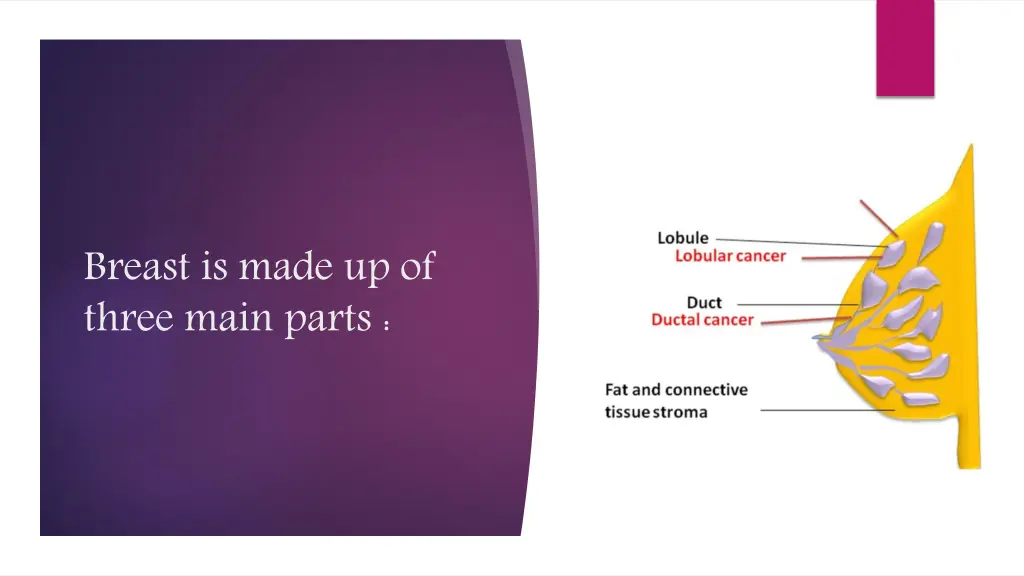 breast is made up of three main parts