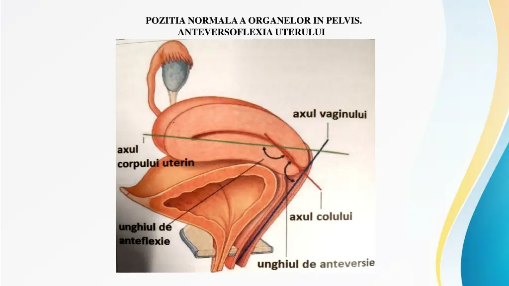 pozitia normala a organelor in pelvis