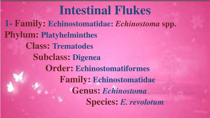 intestinal flukes