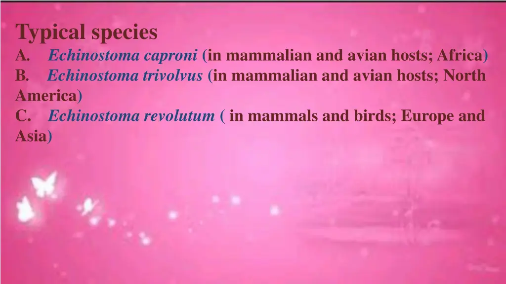 typical species a echinostoma caproni