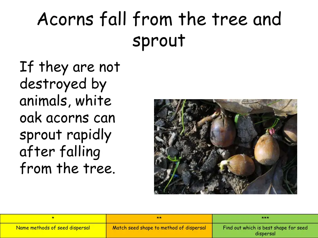 acorns fall from the tree and sprout if they