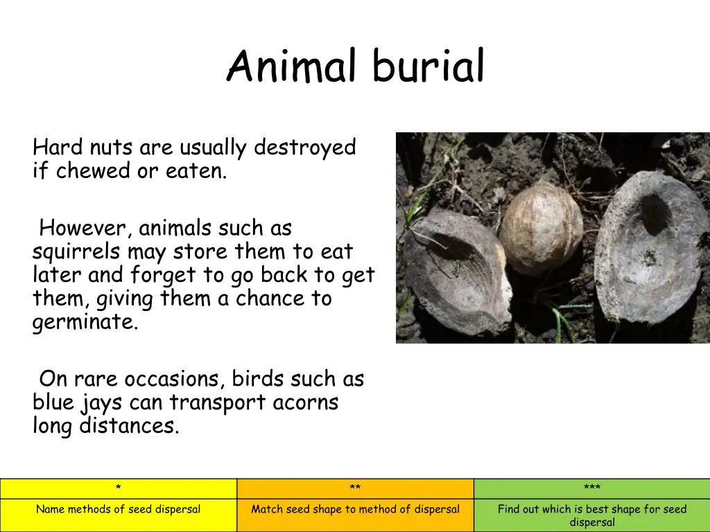 animal burial