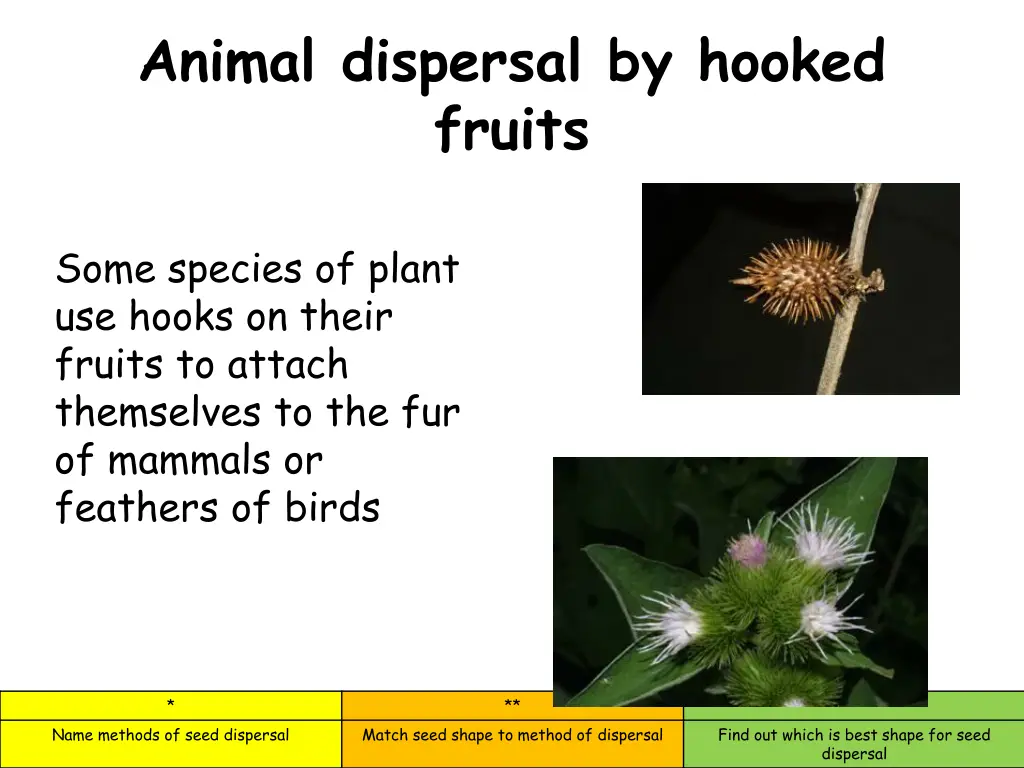 animal dispersal by hooked fruits