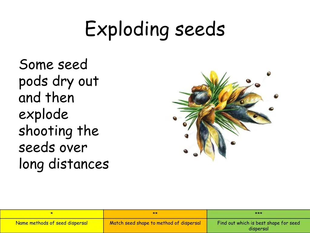 exploding seeds