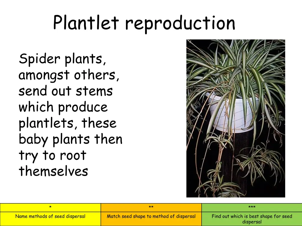 plantlet reproduction