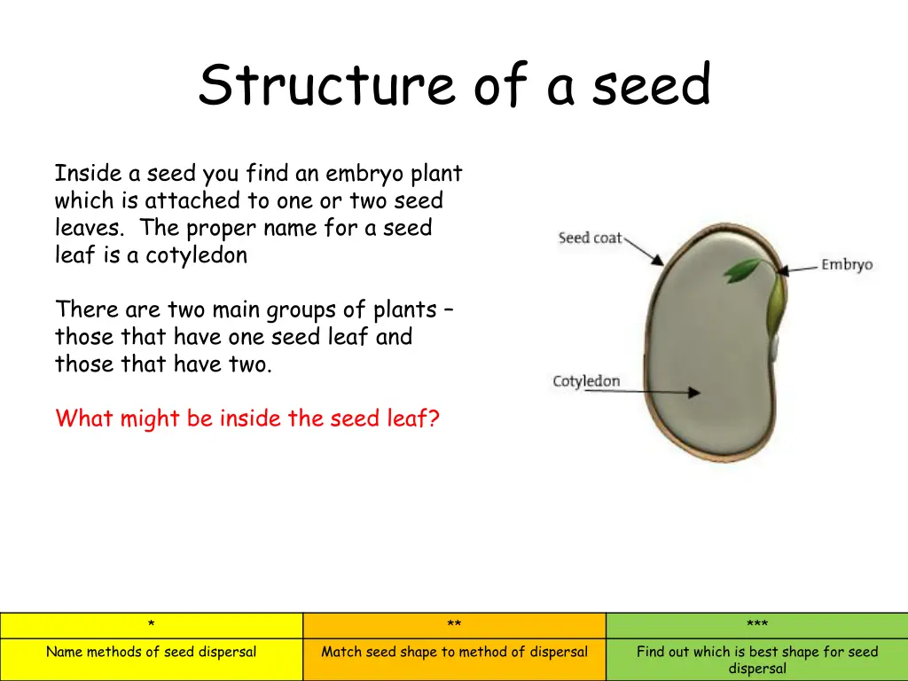 structure of a seed