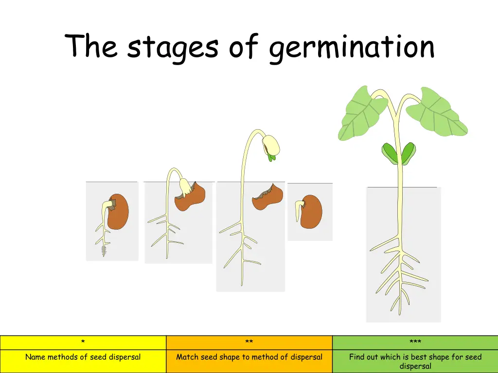 the stages of germination