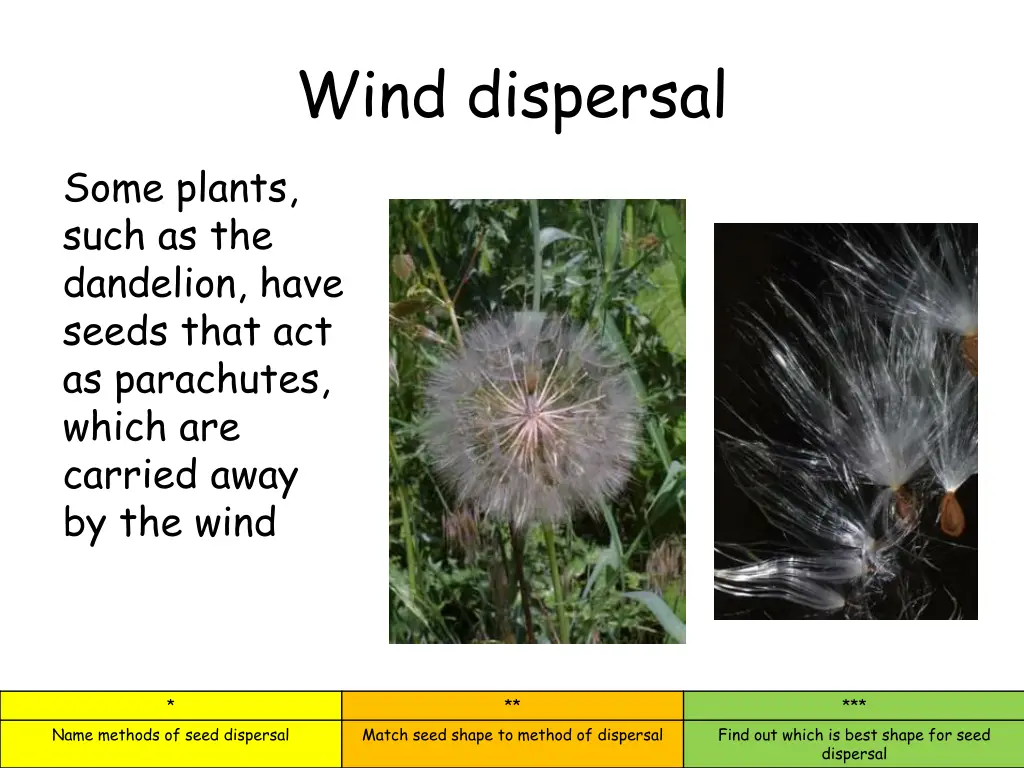 wind dispersal