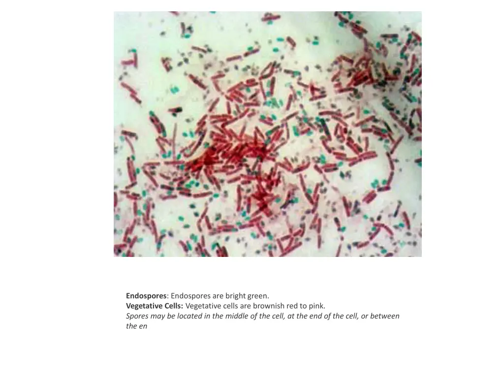 endospores endospores are bright green vegetative