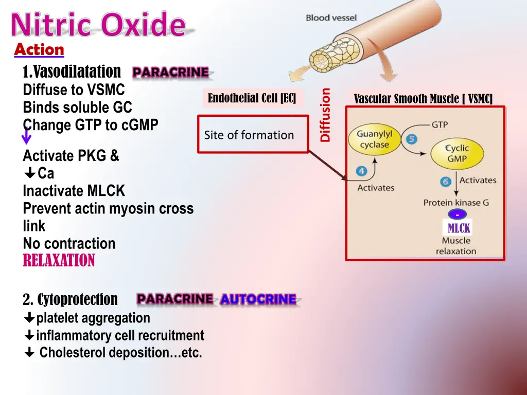 action 1 vasodilatation diffuse to vsmc binds