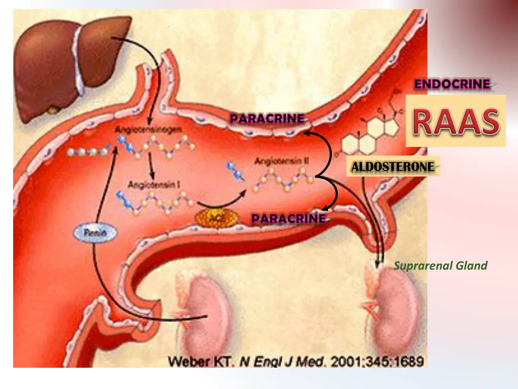 endocrine