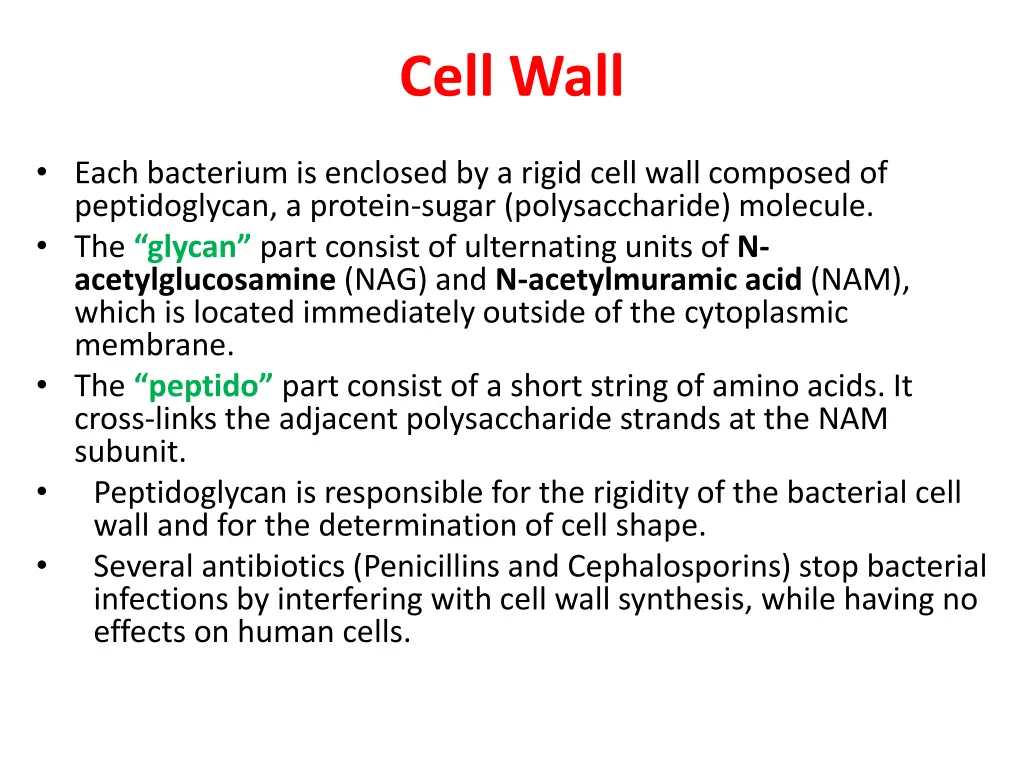 cell wall