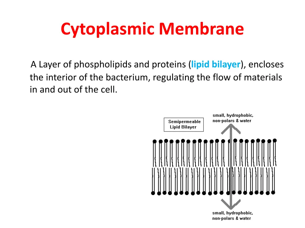 cytoplasmic membrane