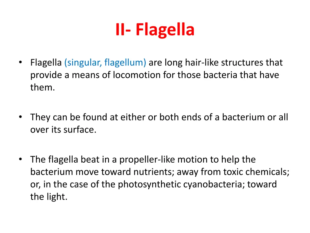 ii flagella