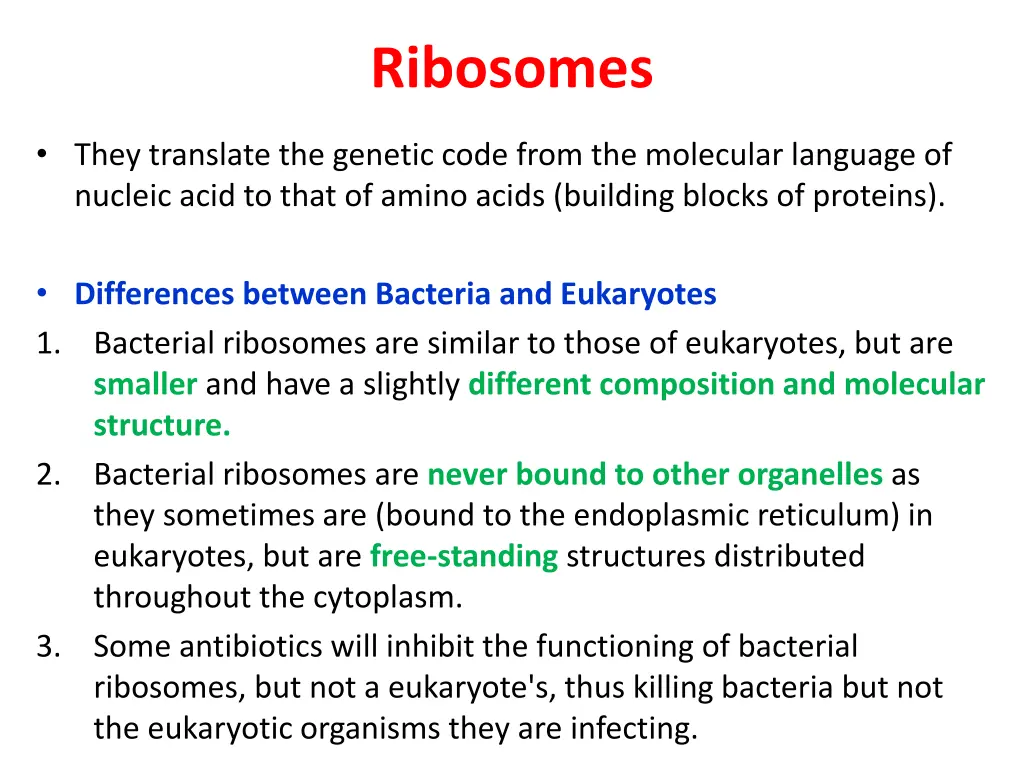 ribosomes